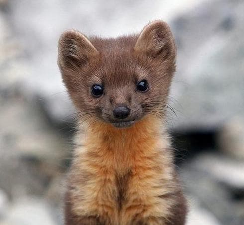 Cute pine marten